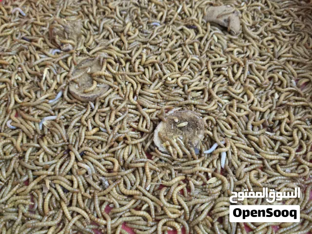 الدود القبابي عادي وسوبر mealworms,  normal and super