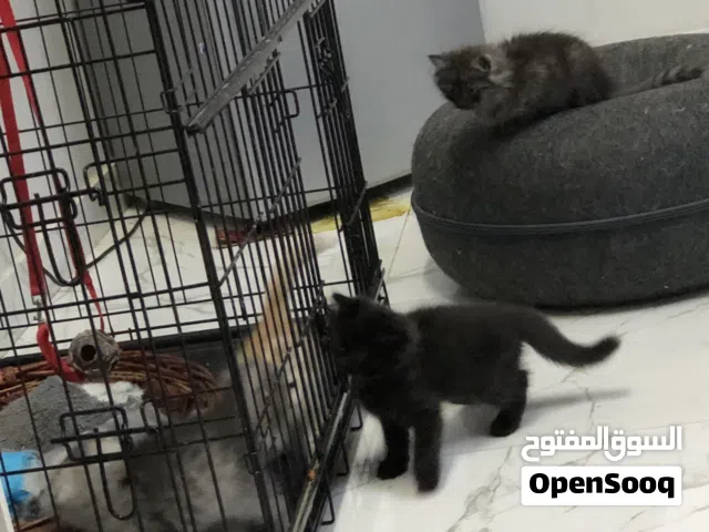قفص للكلاب والقطط