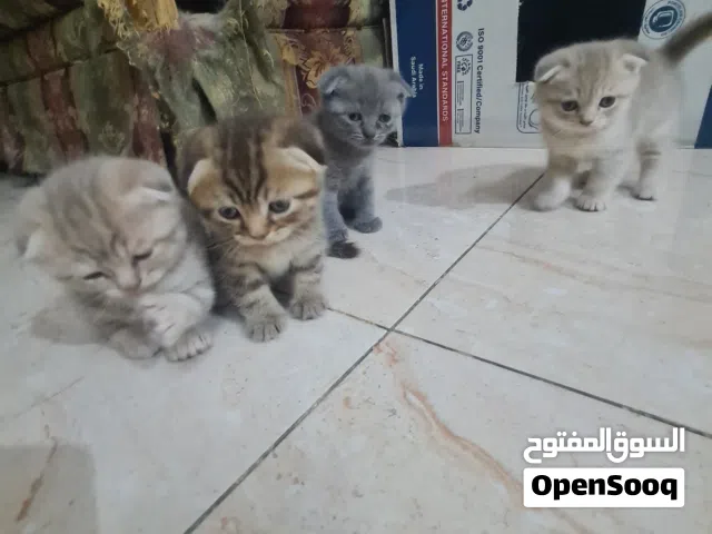 قطط سكوتش فولد ذكور للبيع scottish fold all male