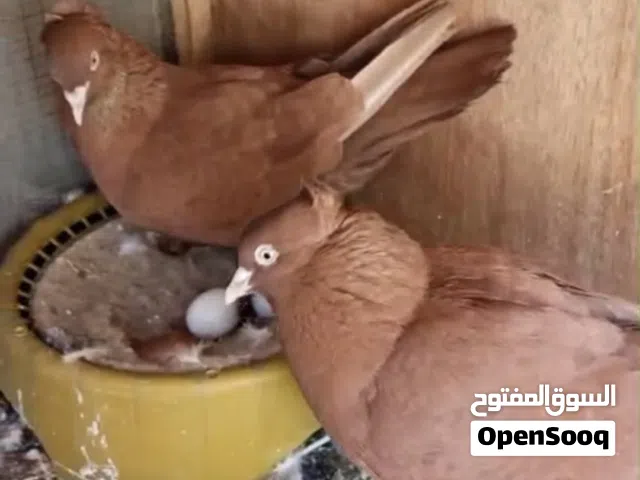طيور رواعب مستوة مرتب جواهن بياض
