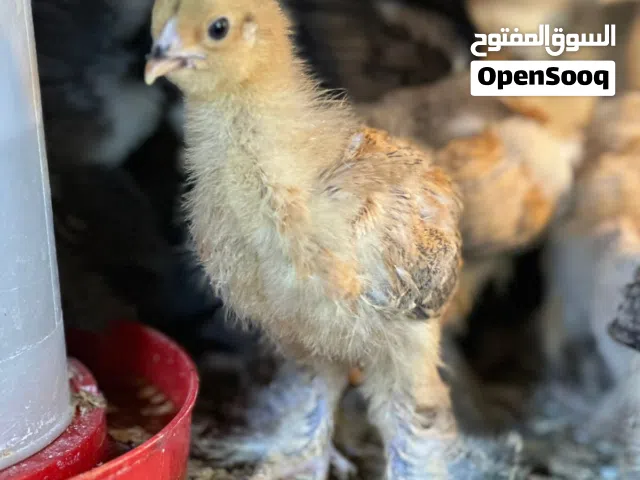 صيصان براهما  عدة ألوان (لايت /دارك/بف/البلو/بارتريدج