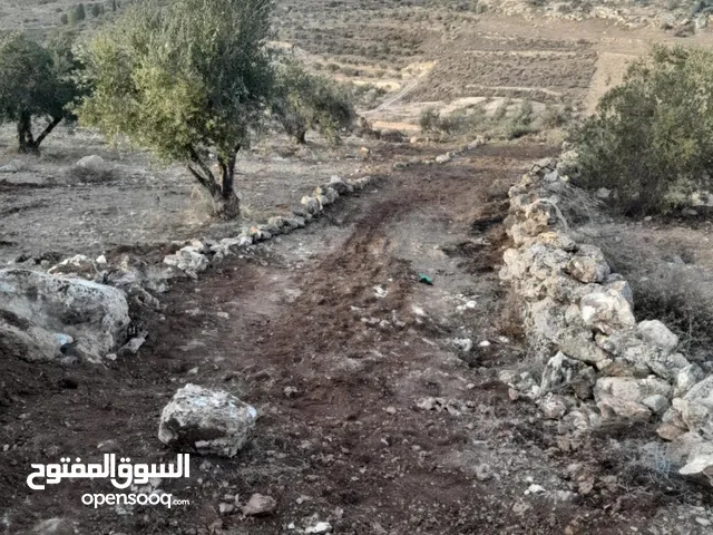 ارضـ مزروعـة زيـتـونـ للـبـيـعـ فيـ صـوريـفـ