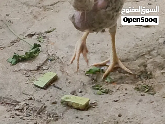 دجاج أبو ركيب،، البيع بيه خط كويتي