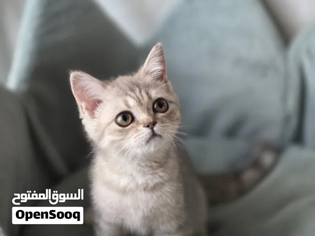 بريتش شورت هير british short hair