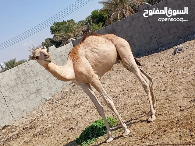 قعود عماني البيع