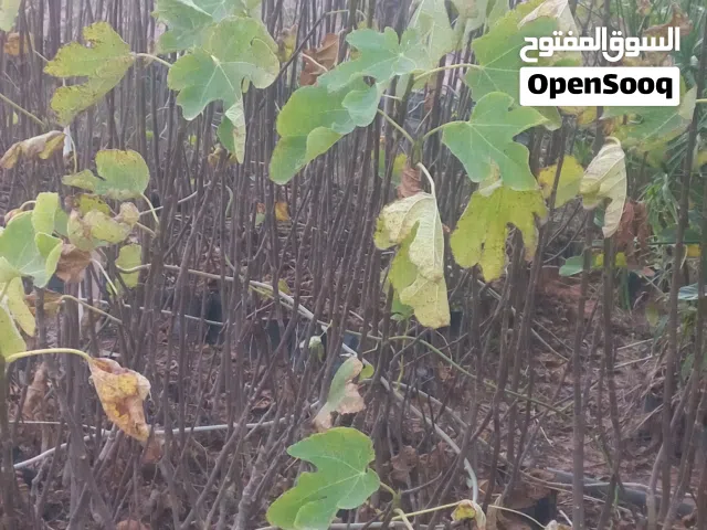 مشتل اشجار زينة ومثمرة