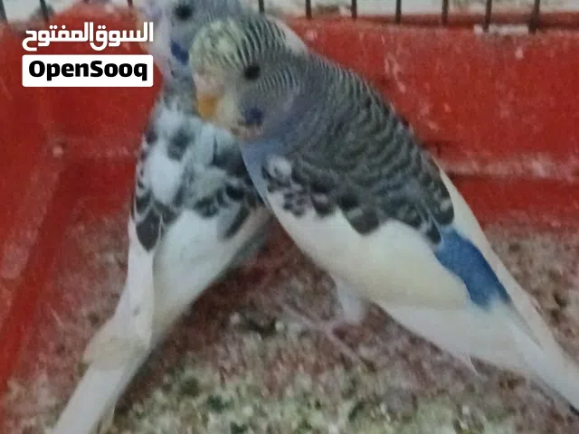موجود كوبيتين الله يبارك كوبية بندا و كوبيا انجليزية المكان طرابلس المشروع الهضبة