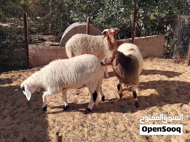 بسم الله  توكلنا على الله  خروف يضحي عمره فوق من الستة شهور ب 1650 دينار  معاه زوز فطايم ميضحوش 1500