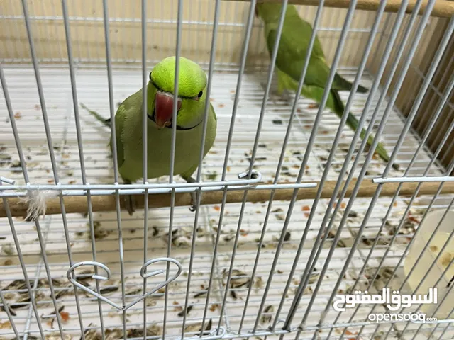 للبيع طيور غير اليفة