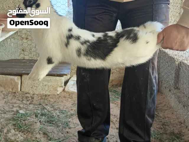 جراء ارنب للبيع