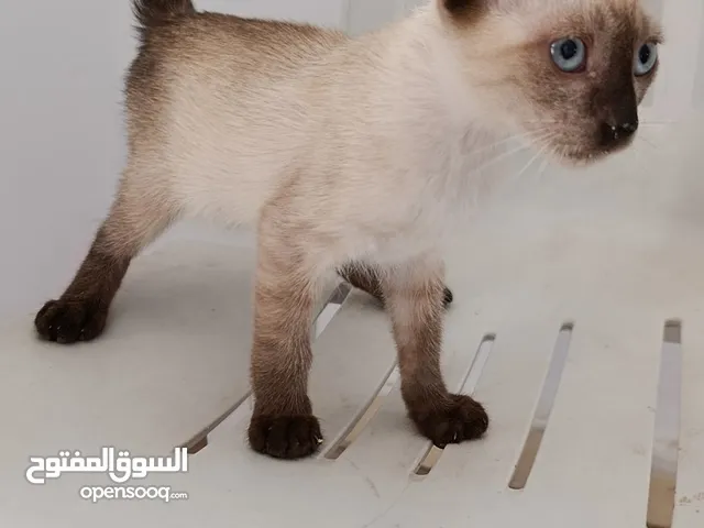 قط سيامى للبيع