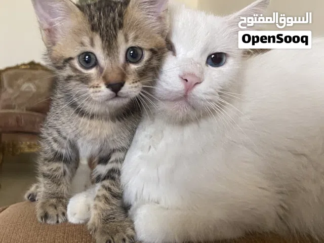 قطط صغيرة للتبني