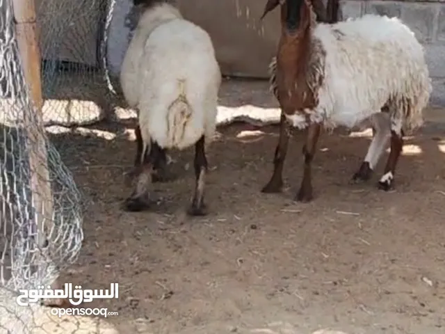 ذبايح اغنام وخرفان للبيع