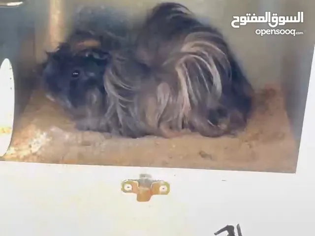 زوج غينا بق