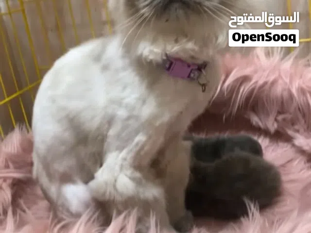 انثى هملايا بلو بيور منتجه  بصحه ممتازه نضيفه ومحلوقلها قبل فتره  القطه متعوده على كلشي بيع مستعجل