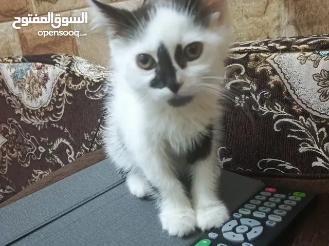 الابيض راغدول ذكر عمره شهرين والسكني انثى برتش شهرين