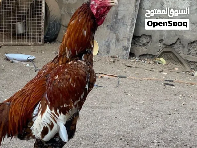 ديك بوليا للبيع