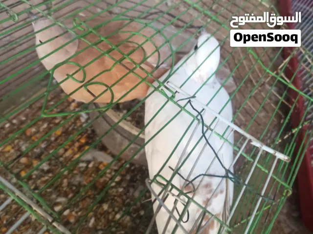 كوبيا حمام اليمامه