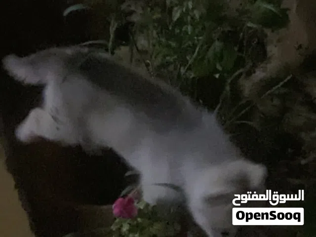 هاسكي   له شهر