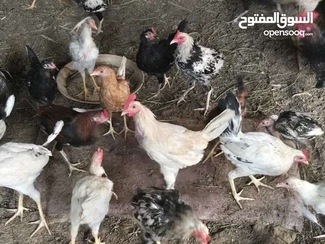 دجاج عماني للبيع