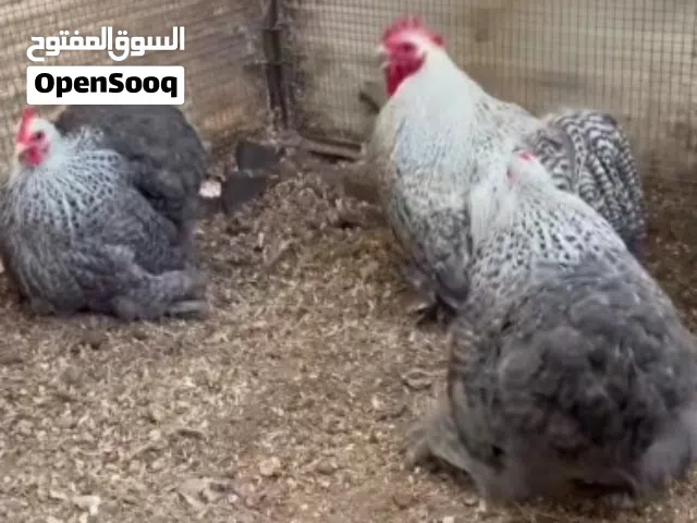 مطلوب (مطلوب دجاجه راقده) مطلوب فقاسه حجم صغير تكون كويسه وسعر طري داخل اربد الصوره لي لفت الإنتباه
