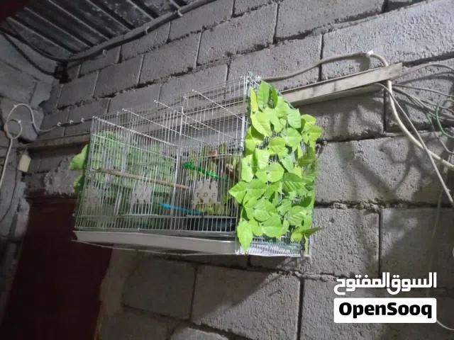 قفص للبيع كلشي ما بي