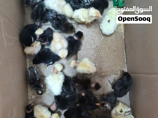 صيصان بلدي وابو رقيبه    عمر اربعه ايام