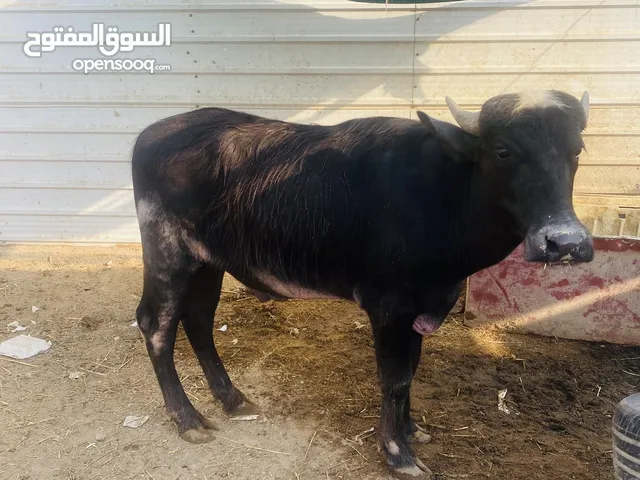 شفج يوزن 160 150