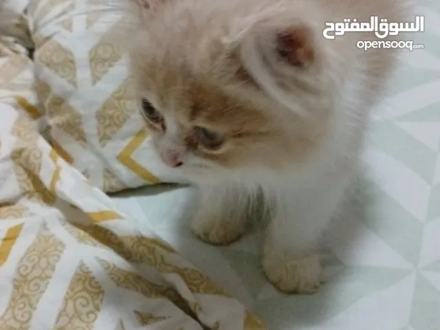 محمود خواجه
