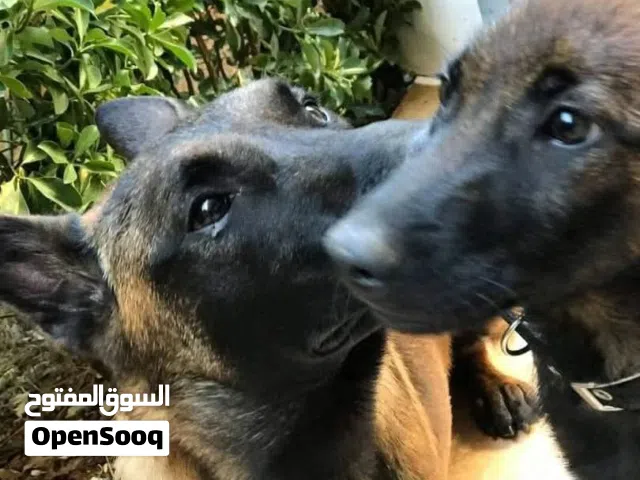 متوفر الآن جراء بلجم  مميزه ..... ذكور  واناث  التسليم في  عياده بيطريه