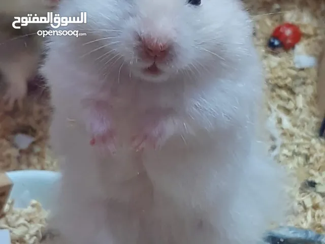 هامستر سوري ذكر