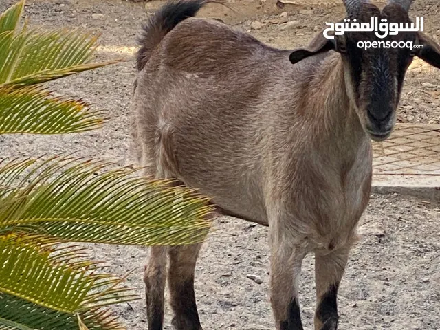 Local Goat (للبيع غنم)