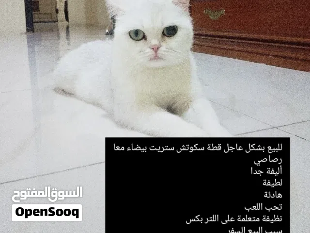 قطة سكوتش ستريت للبيع