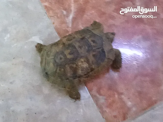 للبيع سلحفاه