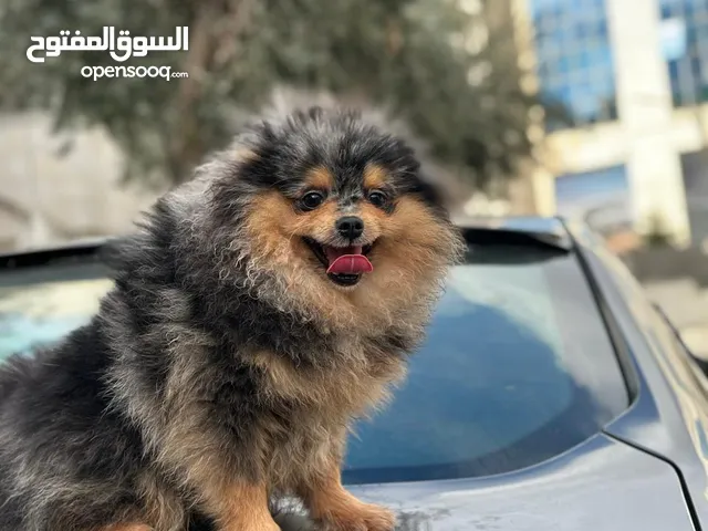 للبيع كلب بوميرينيان ذكر بيور بعمر سنة – لعوب ولطيف، ألوان نادرة، مع جميع أوراقه ومطاعيمه