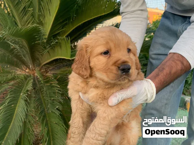لمحبي الكلاب الذكيه متوفر جراء الماسترد الذهبي ..مع جميع مستلزماتو والمطاعيم