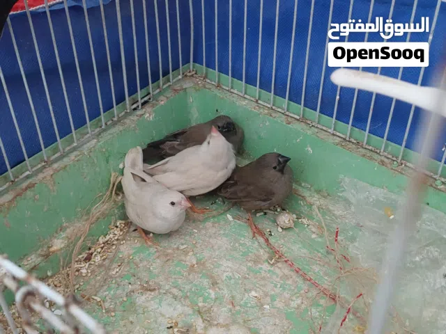 بلاك شاركول جوز و 4 فراخ و 2 مخاليف