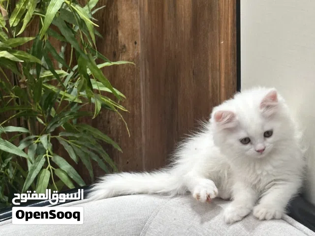 قطه شيرازي