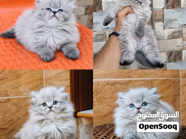 الجمال عدى الكلام شوفولي المستوى سكوتش لون نادر بسعر مناسب جدا جمجمه عريضه عيون فيروزي أطراف قصيره