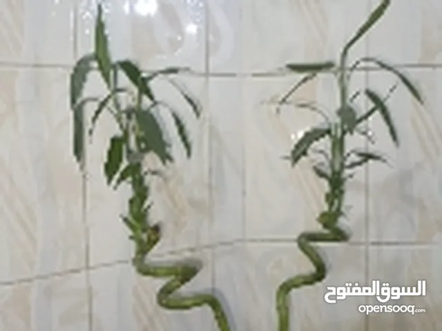 نبات عصى موسى مع هديه القزاز مالته