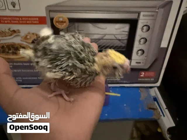 ببغاء كوكتيل