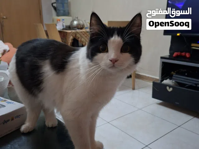 للتبني قطه انثي مكس شيرازي و توكسيدو