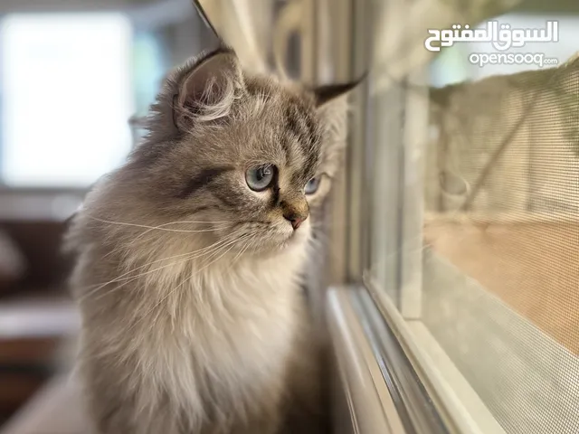 قطه شانشيلا لطيفه جدا للبدل على كلب او طيور