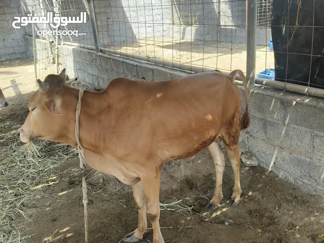 للبيع ثور العمر 11شهر السمنه طيبه