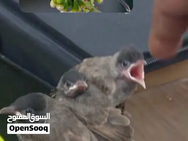 بلابل كشميري جاهزين العمر 24يوم تقريبا