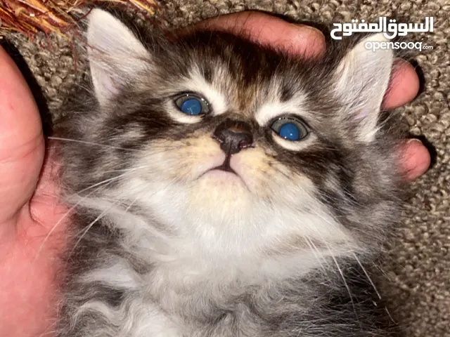 ذكر شانشيلا للبيع في اربد بسعر رمزي جدًا