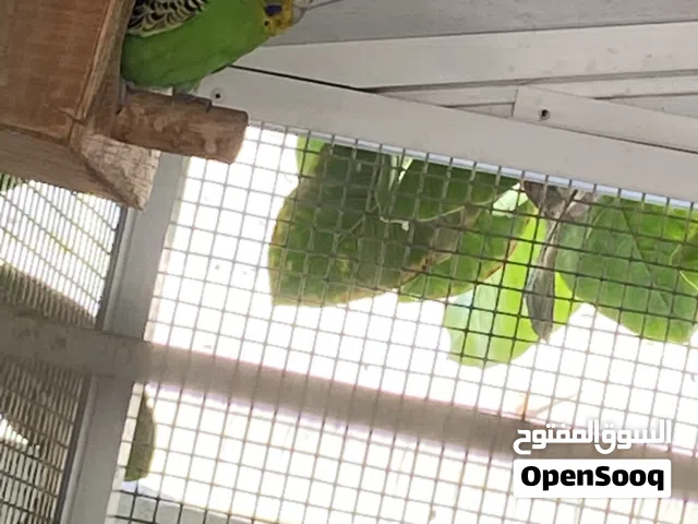 بيع ببغاء بادجي صحته جيد جداً