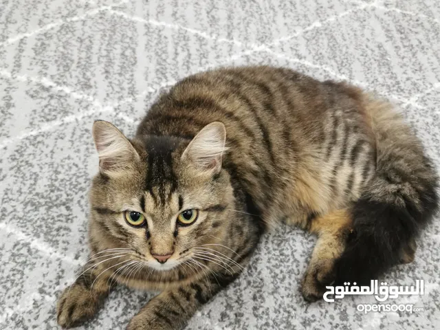 قط جميل و يلعب