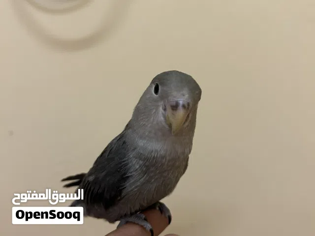 فيشر اليف جدااا