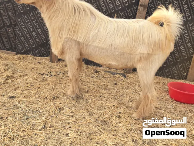 تيس فحل من حلال الجواميد الضخم الحجم الكبير